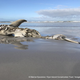 Image: Hennie Otto/Marine Dynamics/Dyer Island Conservation Trust